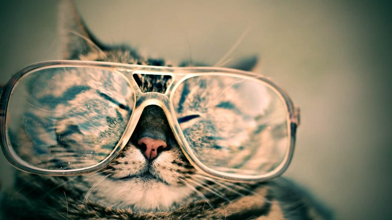 Kitty with huge glasses to read from book clubs and book companies