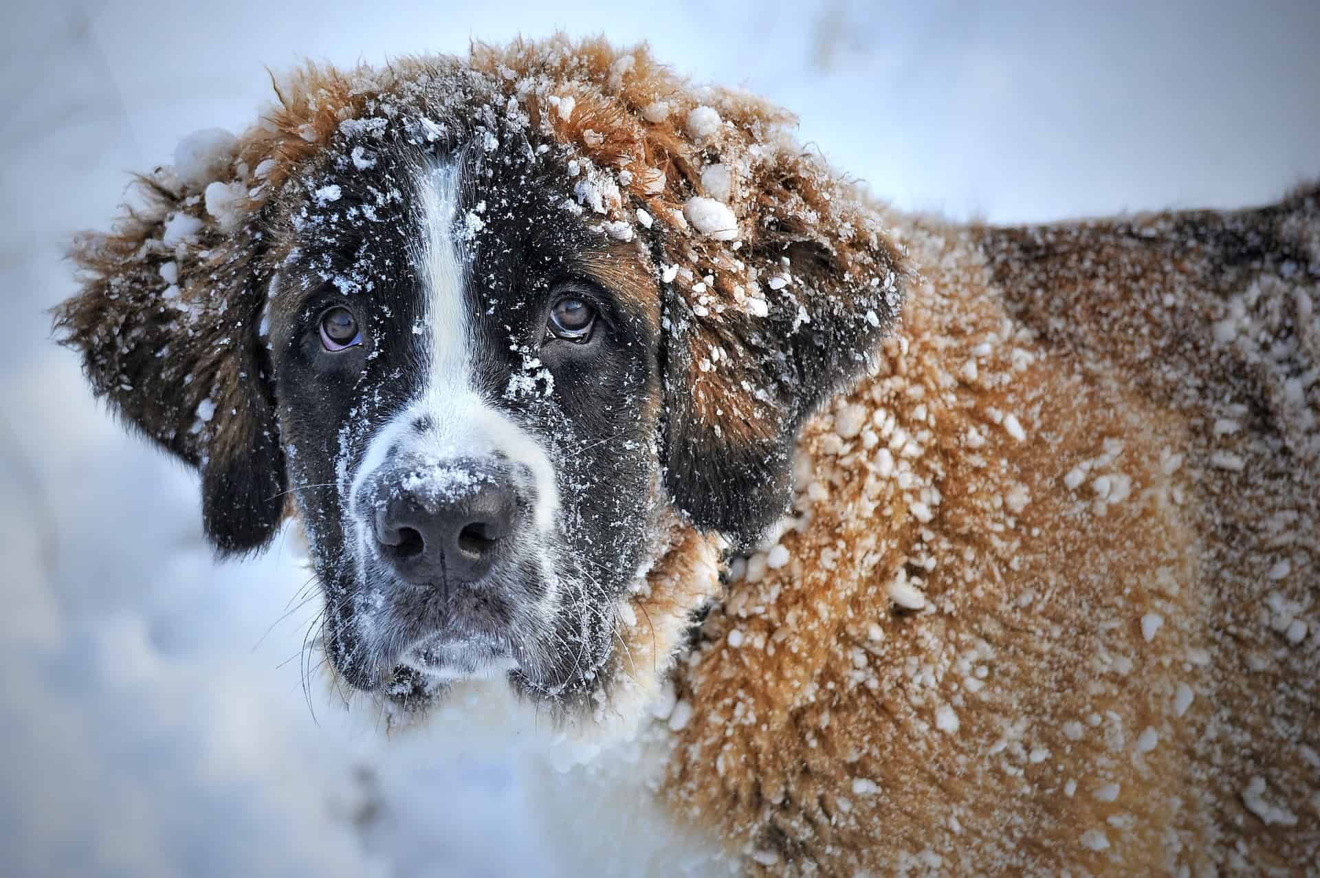 St. Bernard--choosing a dog