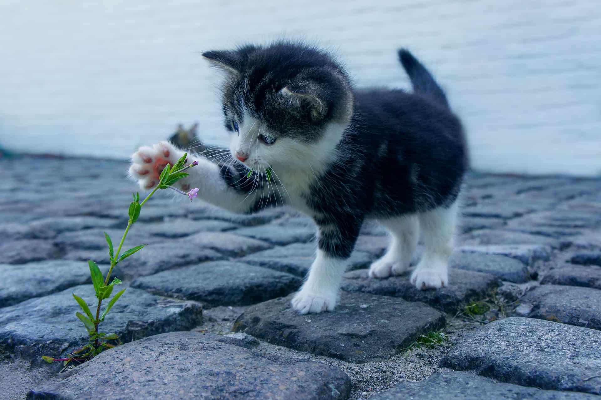 Pet insurance-kitten and flower