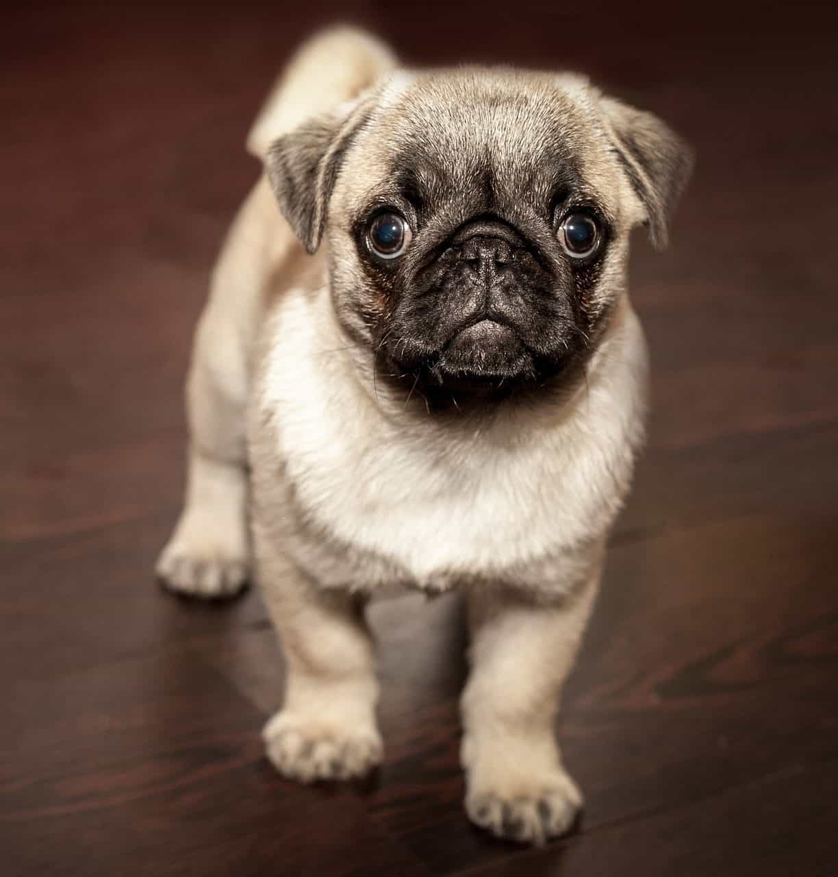 Beloved Pet Pug Dog for Pet Insurance