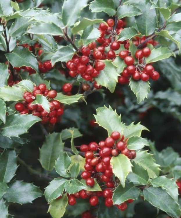 Holly is a harmful holiday plant for our pets