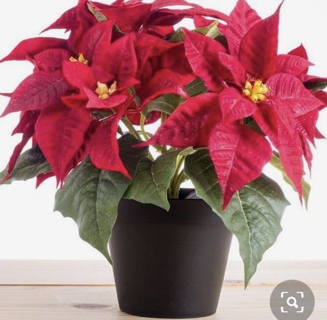 Poinsettia