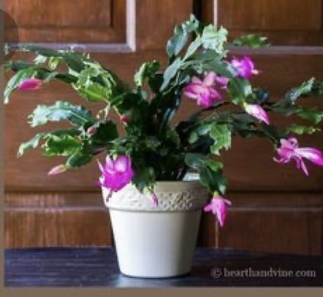 Harmless Christmas Cactus