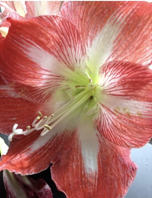 Amaryllis is a harmful holiday plant