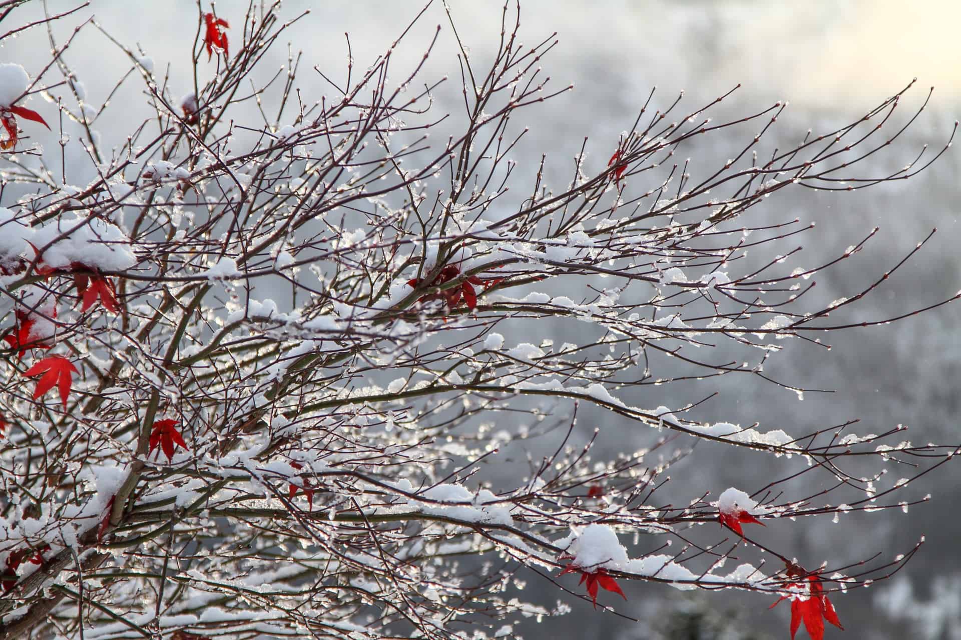 snowy plant