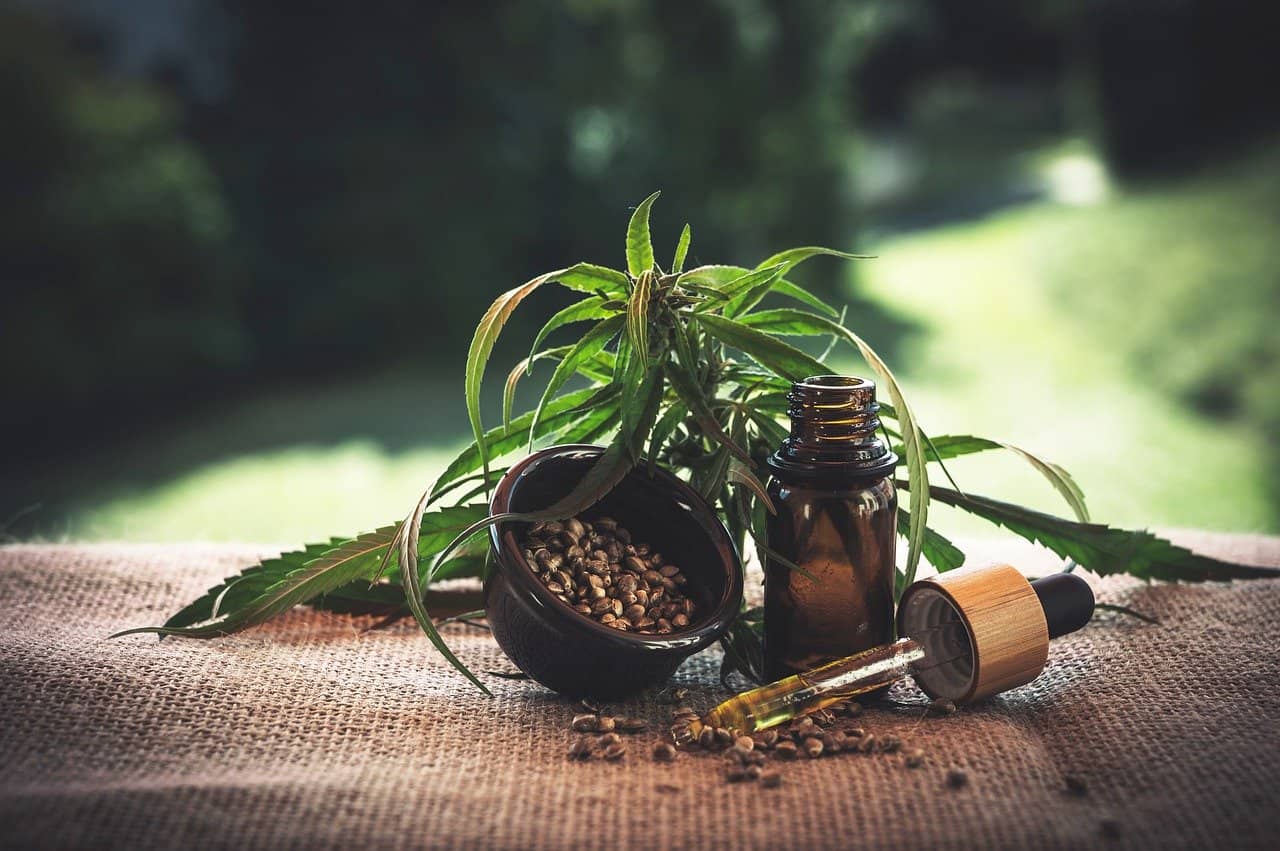 A cannibis or hemp plant and bottle of CBD oil sitting on a table