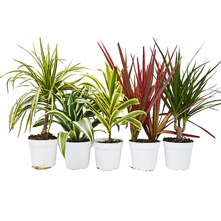 Low Care Plants for Your Home