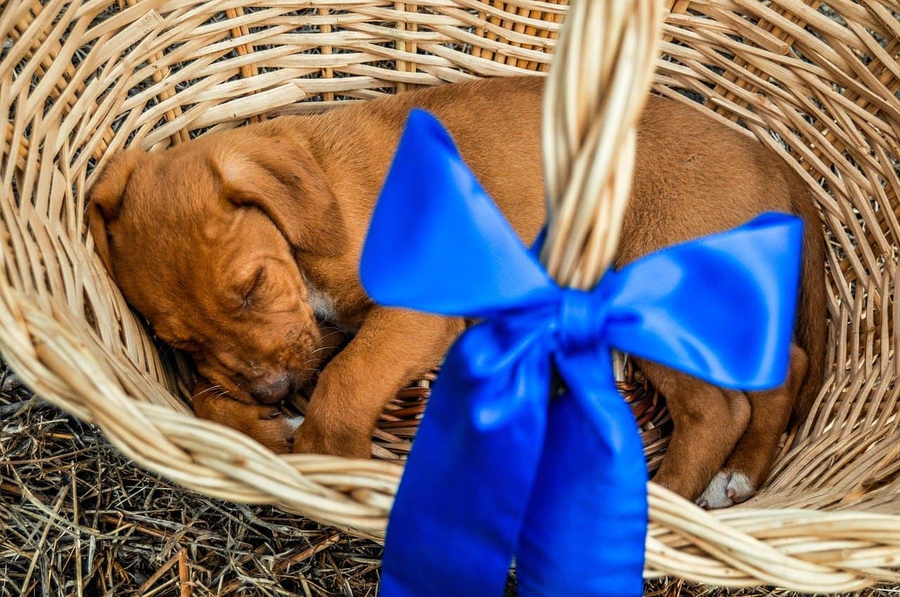 puppy in a basket for an ultimate gift giving idea