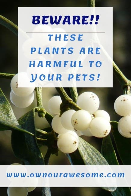 Harmful plants for pets