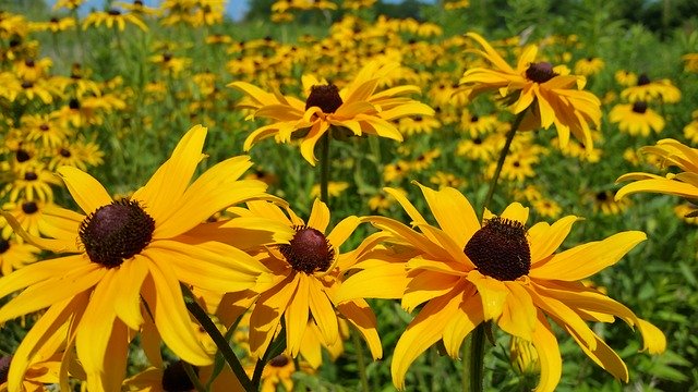 Black-eyed Susans