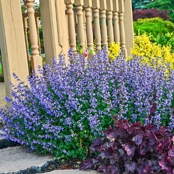 catmint for curb appeal