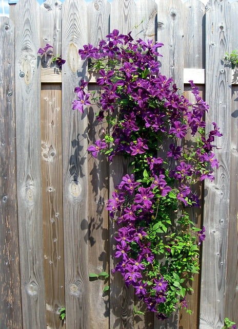 Clematis