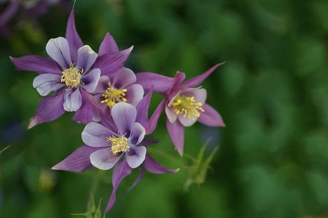 Columbine wildflowers