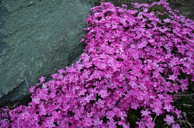 Creeping phlox