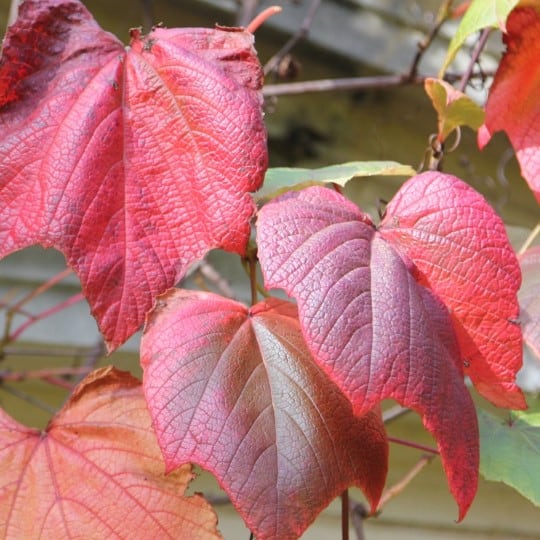 crimson leaf vine