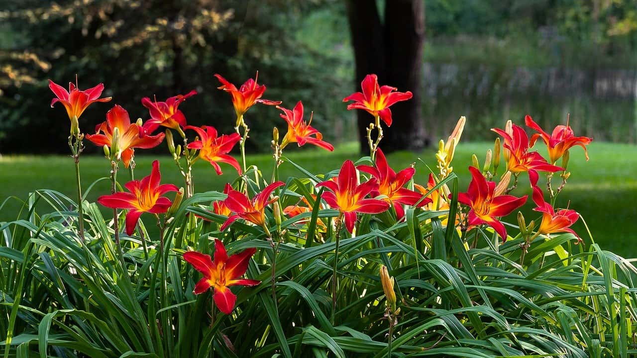 Daylilies