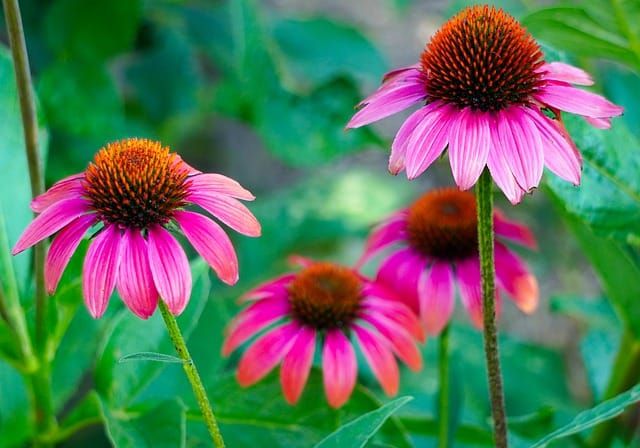 Coneflowers-wildflowers