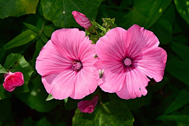 hardy hibiscus for landscaping