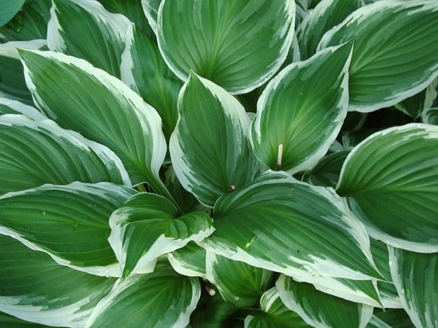 hostas to border a garden