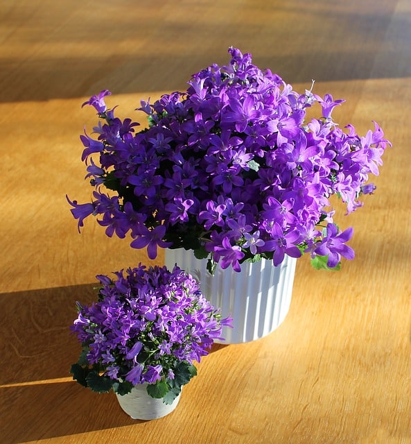 violet flowers in a pot