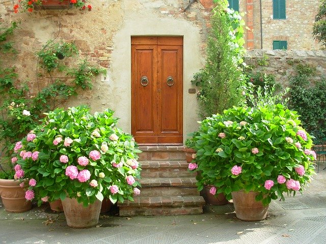 hydrangea-in-containers