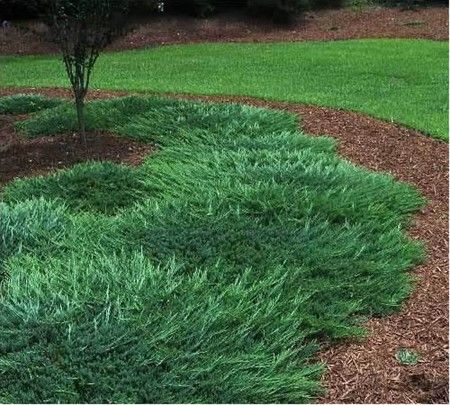 juniper evergreen shrub