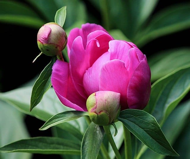 Peony bud getting ready to bloom