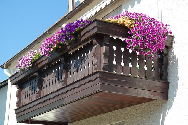 petunias in a window box