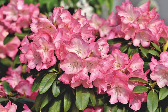 rhododendron for curb appeal around your foundation