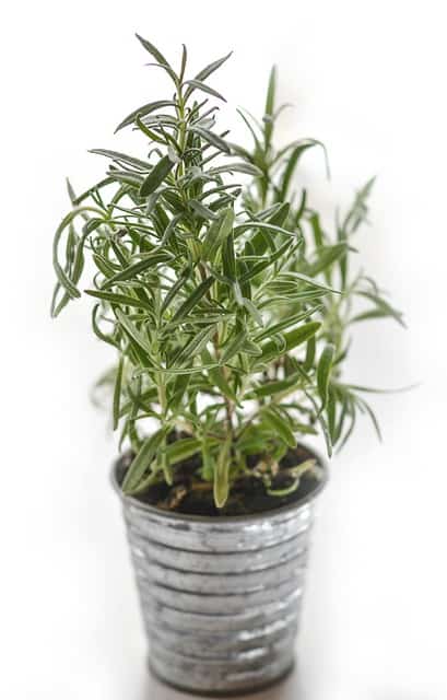 Rosemary for landscaping