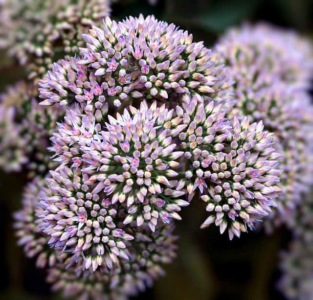 Japanese Spirea