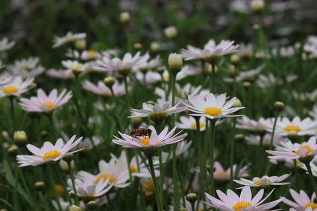 field of shasta daisies