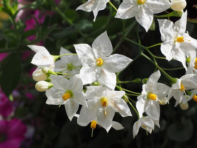 Star jasmine