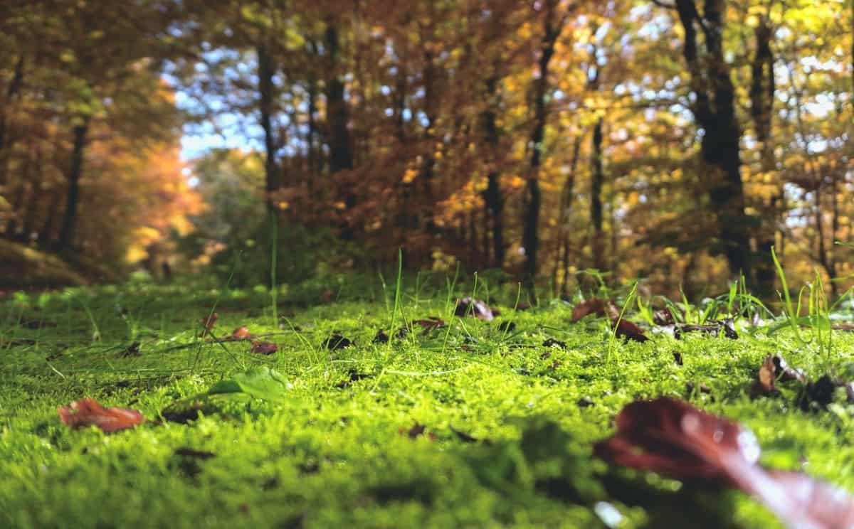 grounding in back yard