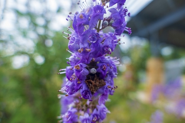 chaste tree plant to balance female hormones