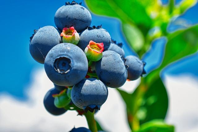 Superfood berries